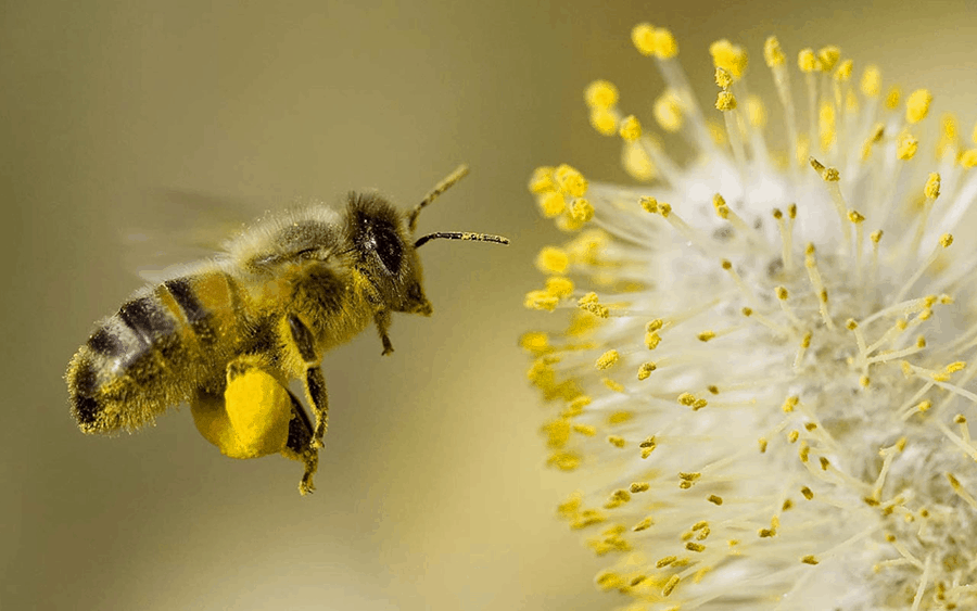 Mơ thấy ong và con số liên quan đến lô đề